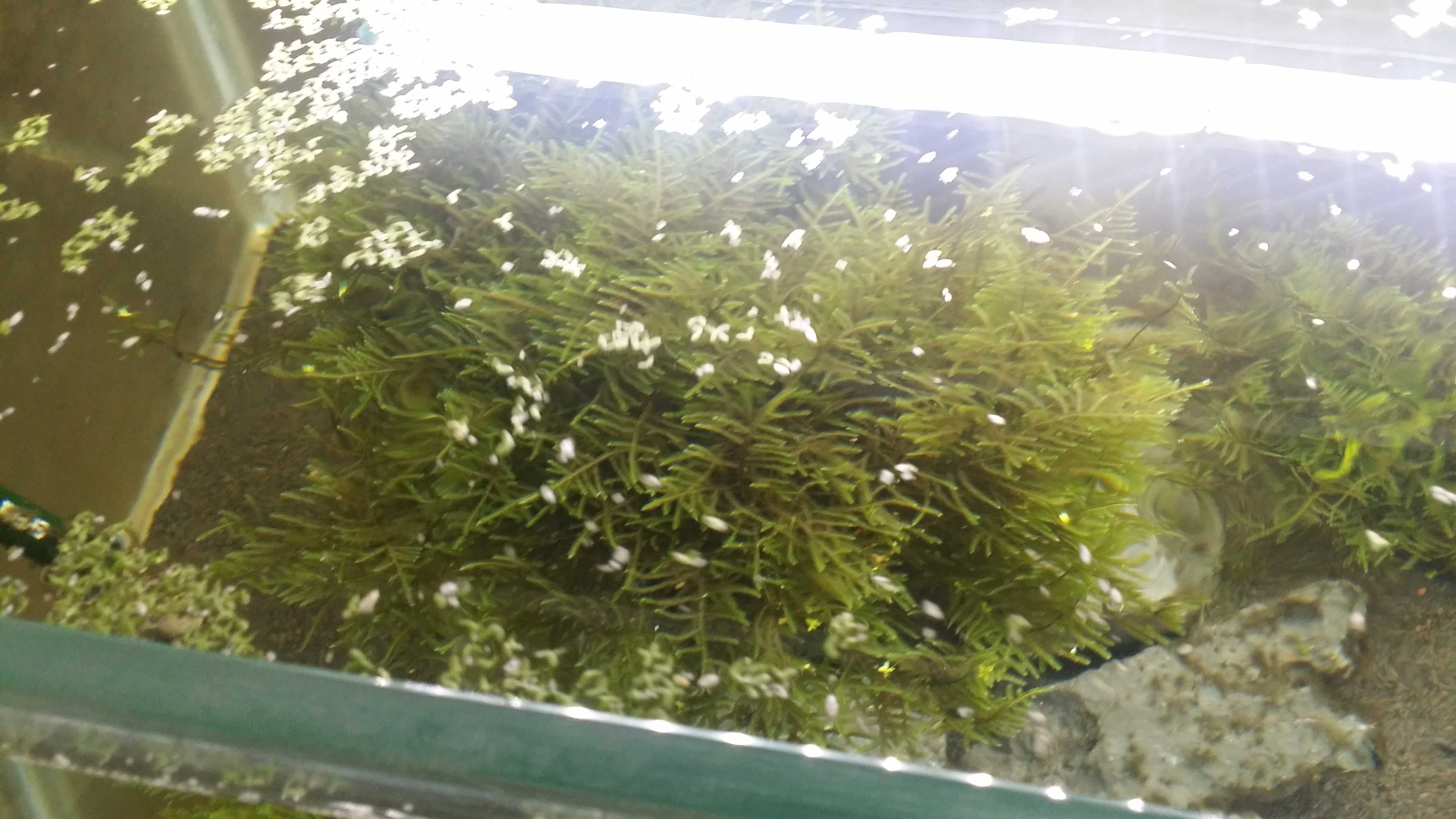 Aquario vidro extra claro 120cm