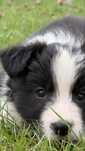 Suczka szczeniak Border Collie rasowa