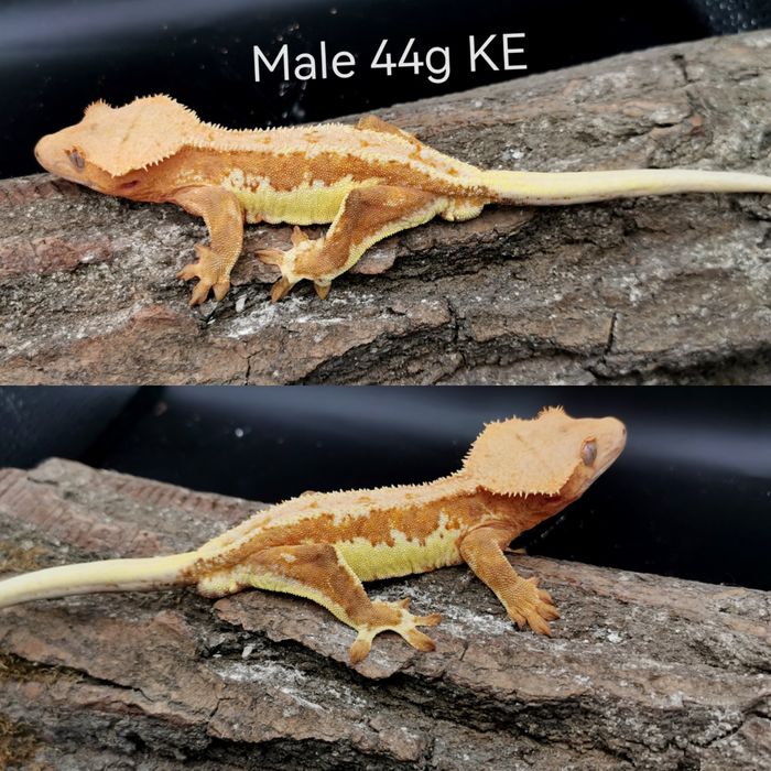 Gekon orzęsiony samce Lw