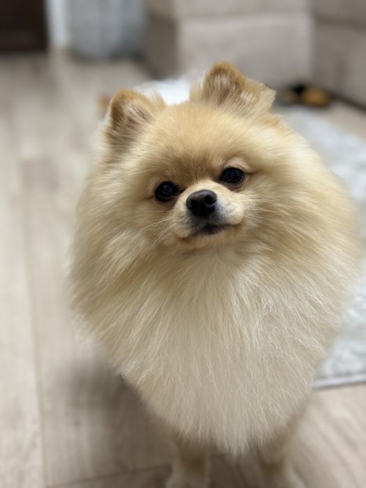 Померанський Шпіц  запрошує на вʼязку