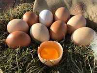 Продам яйца домашние куриные