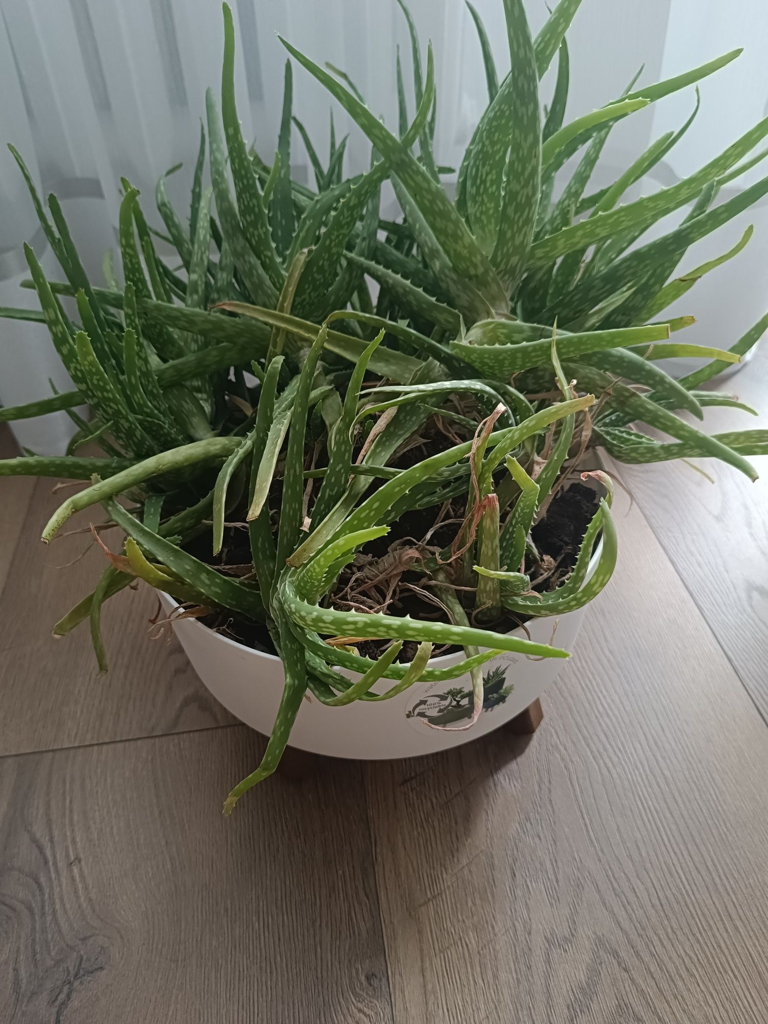 Aloes duży bujny odbiór osobisty
