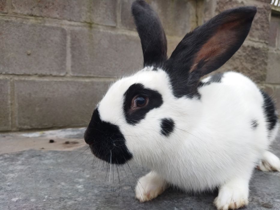 Кролі НСВ молоді самці