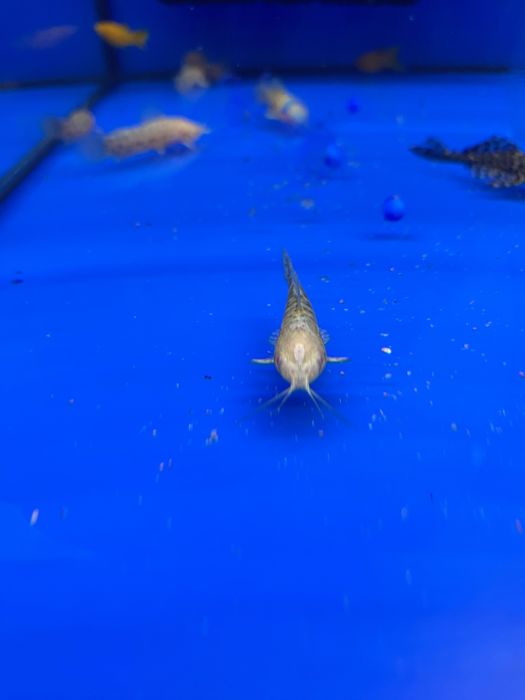 Kiryśnik albino rybka