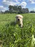 Oddam pieski(suczki), mieszaniec z labradorem