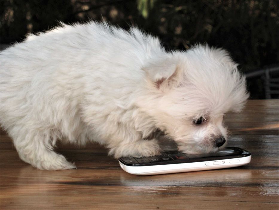 Radosny  szczeniaczek  -  Maltańczyk