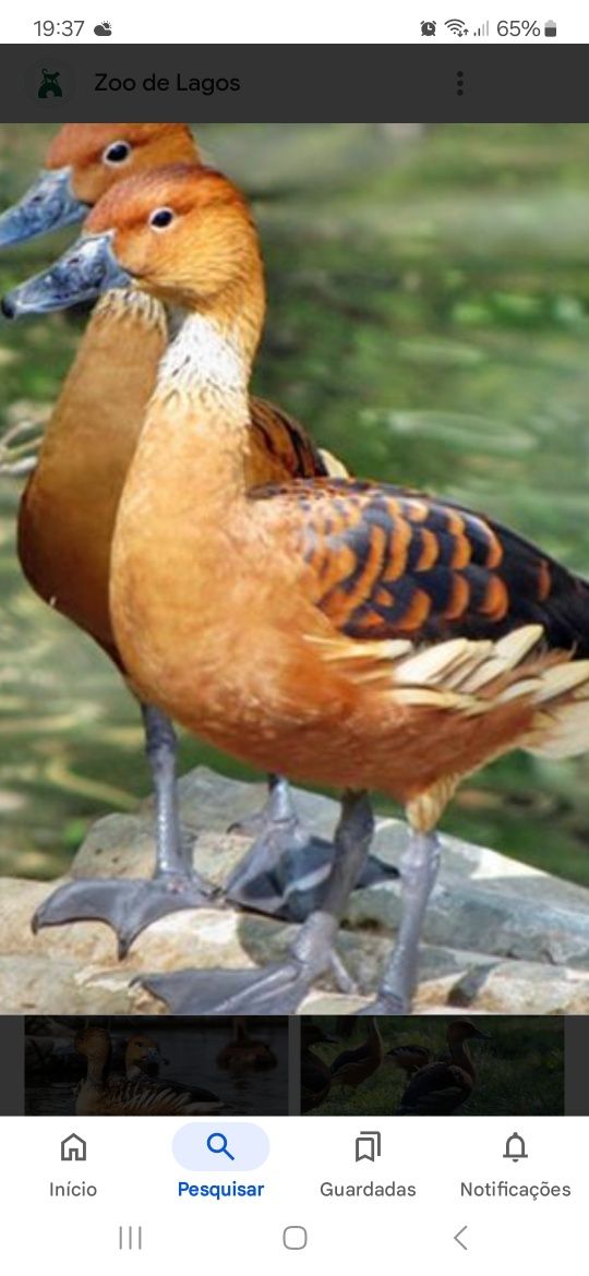 Patos varias raças