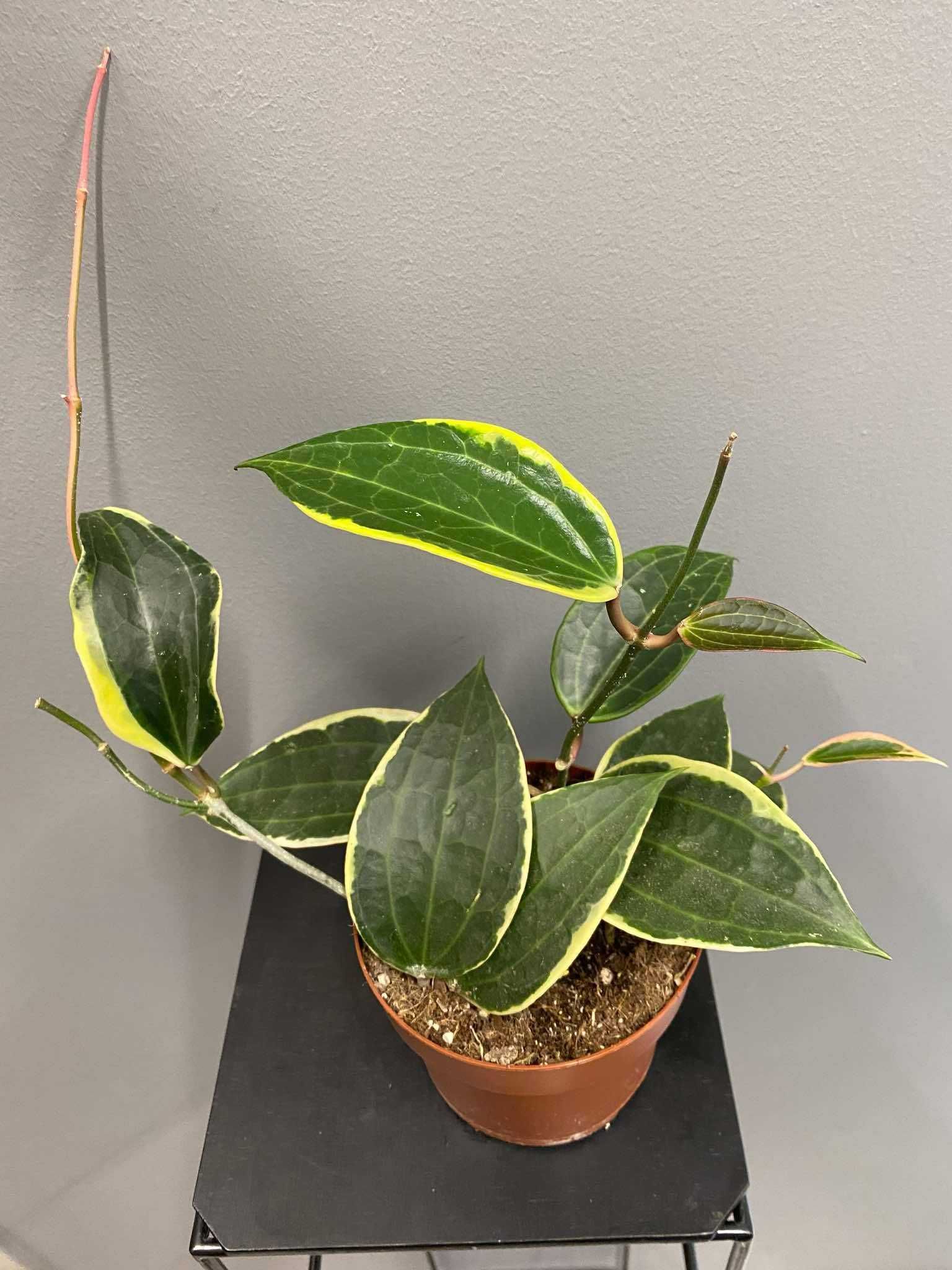 Hoja Macrophylla albomarginata Hoya