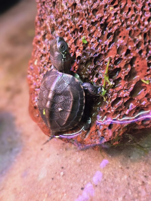 Żółw chiński (mauremys reevesii) wodno-lądowy