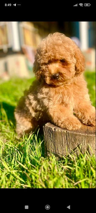 Маленька дівчінка міні яскравий колір