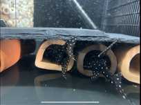 L184 brilliant pleco 3,5-4cm