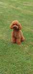 Pudel & Toy  red