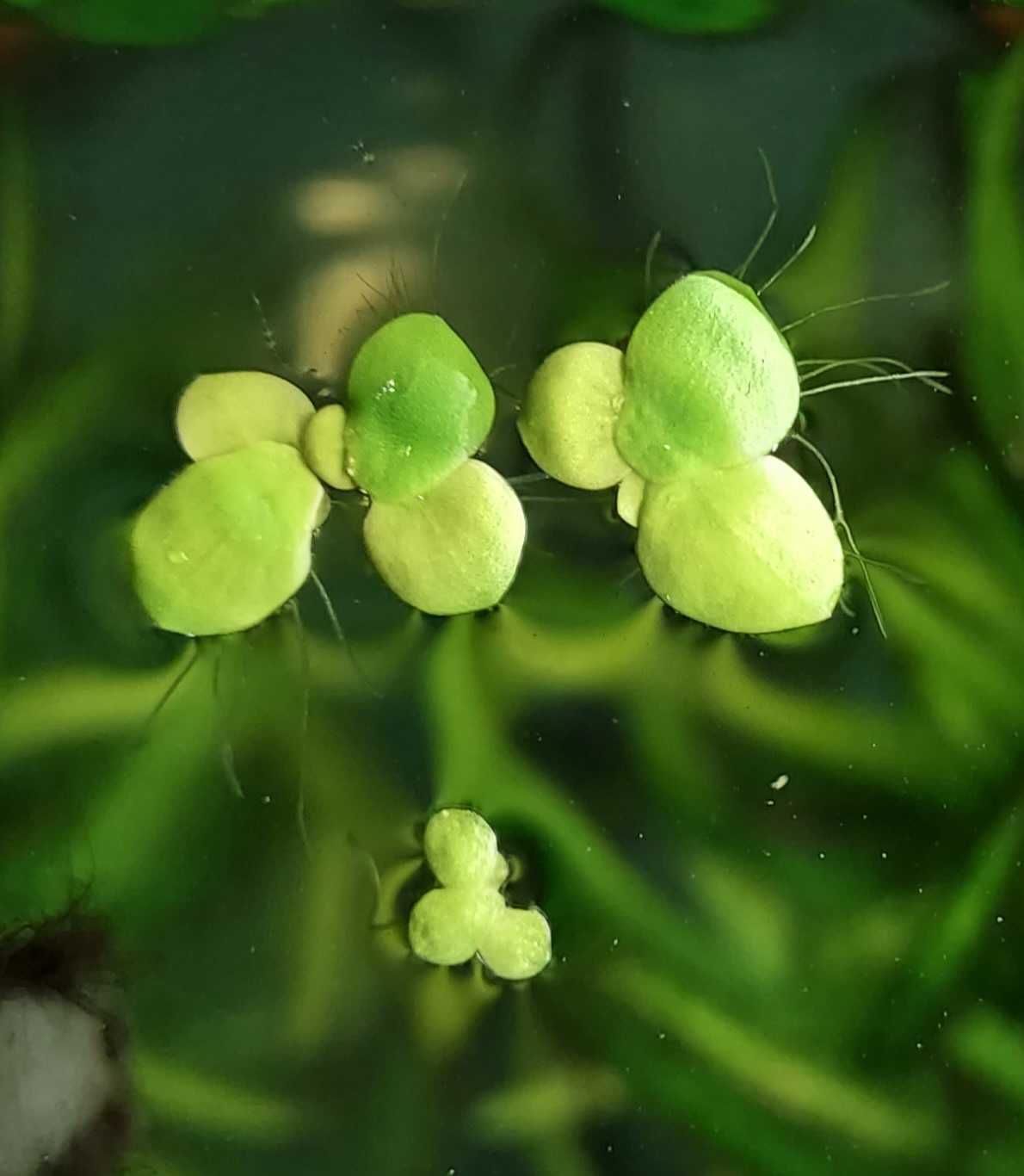 Spirodela wielokorzeniowa (Spirodela polyrhiza) -akwarium-oczko wodne.