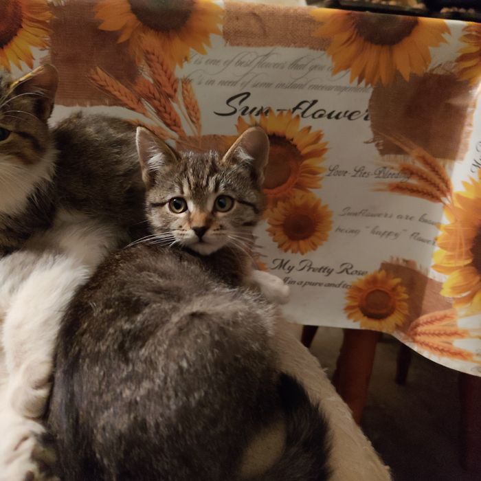 Отдам в добрые руки