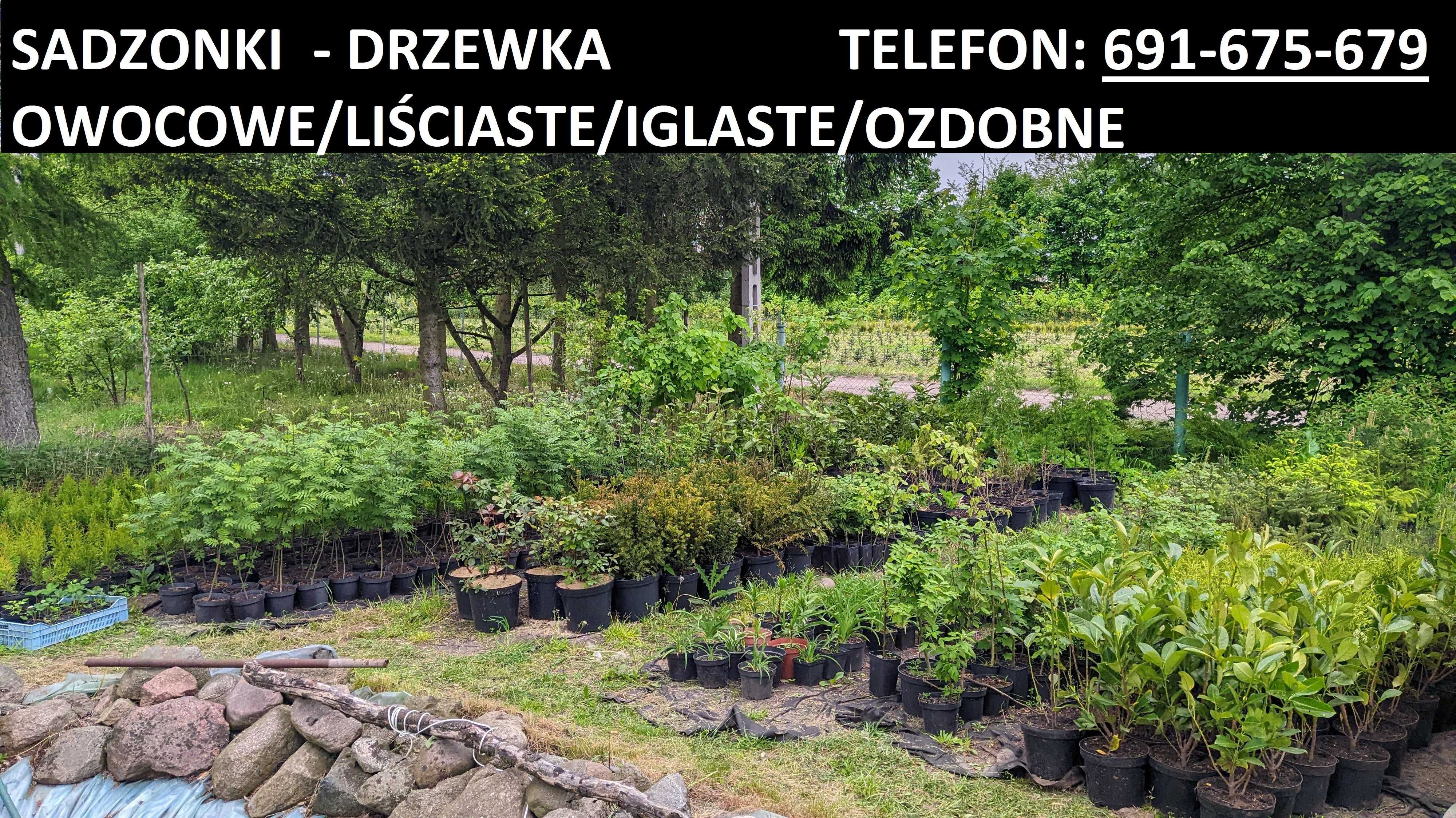 Drzewka - sadzonki: owocowe/iglaste/liściaste/ozdobne