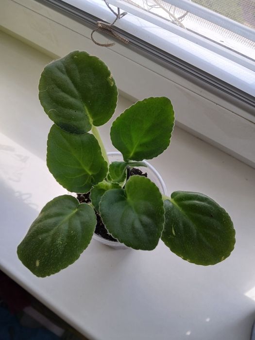 Біла махрова повна фіалка