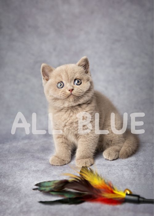 Gatinho british shorthair