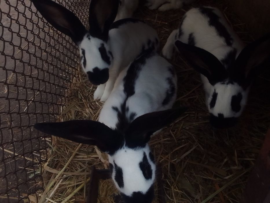 Кролики НПВ-Строкач