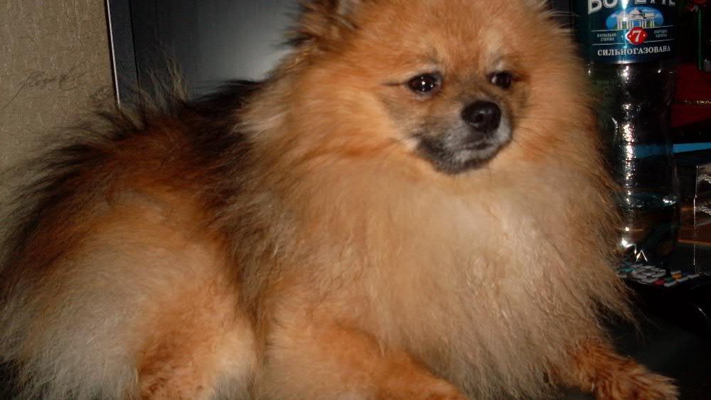 Вязка Померанского Шпица