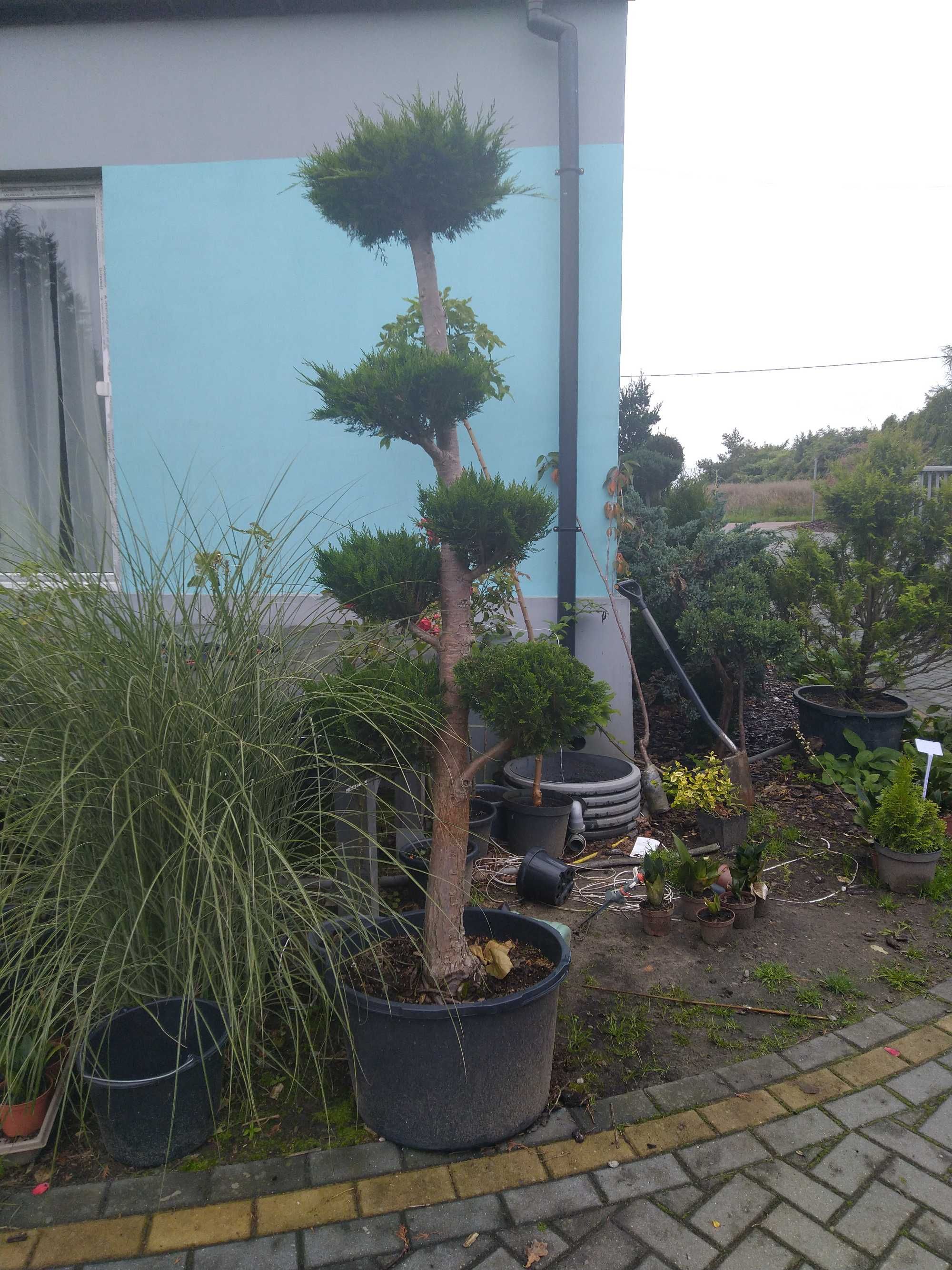 Bonsai ogrodowe zachodniopomorskie