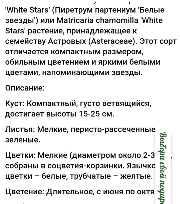 Ромашка бордюрная-пиретрум(россада и семена)