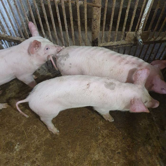 Поросята мастер-ландрас