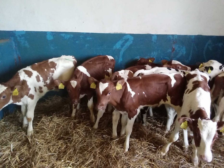 Cielęta, cielaki, byczki oraz jałówki mięsne, MM,MS,HF transport