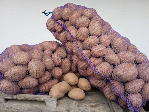 Продам картоплю Біла роса велика