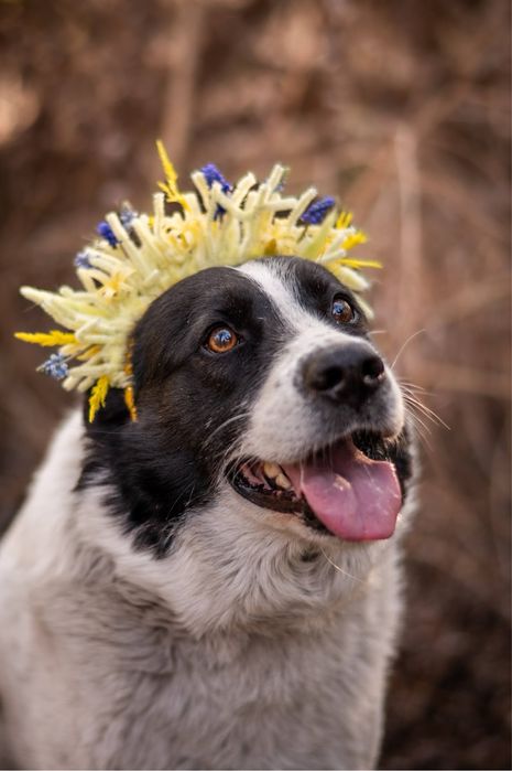 Piękny, mądry pies mieszkanki ras: Siberian Husky i Border Collie.