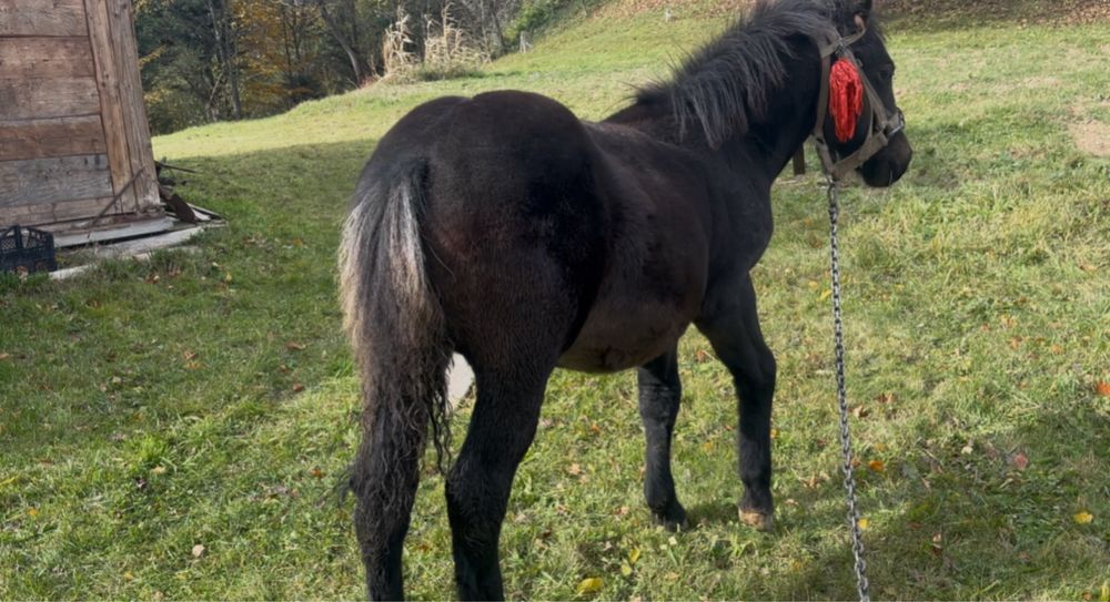 Продається Жеребчик 5міс  добрих великих коней