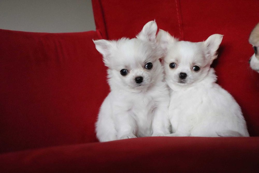 Jasny długowłosy chłopczyk chihuahua z rodowodem SKOTI FCI ZKwP