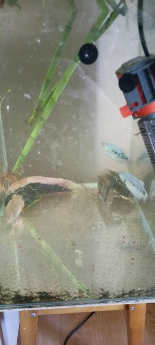 Akara gurami i kiryśnik