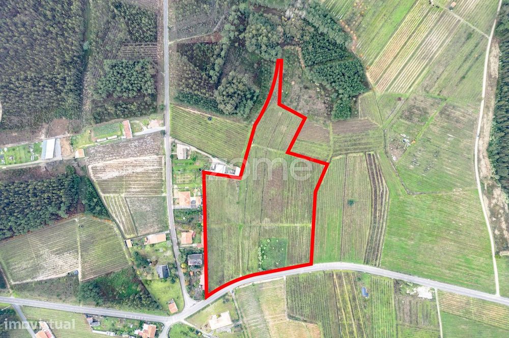 Vinha com 22.000 m2 em Póvoa do Bispo | Cantanhede