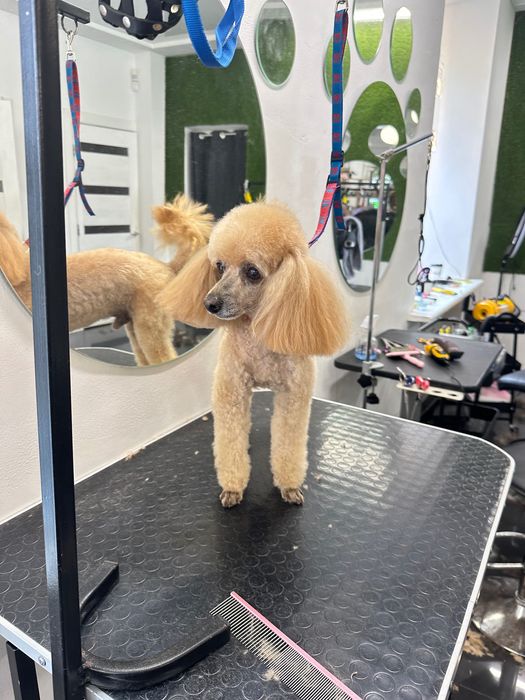 Грумінг , стрижка собак, лівий берег Дніпро