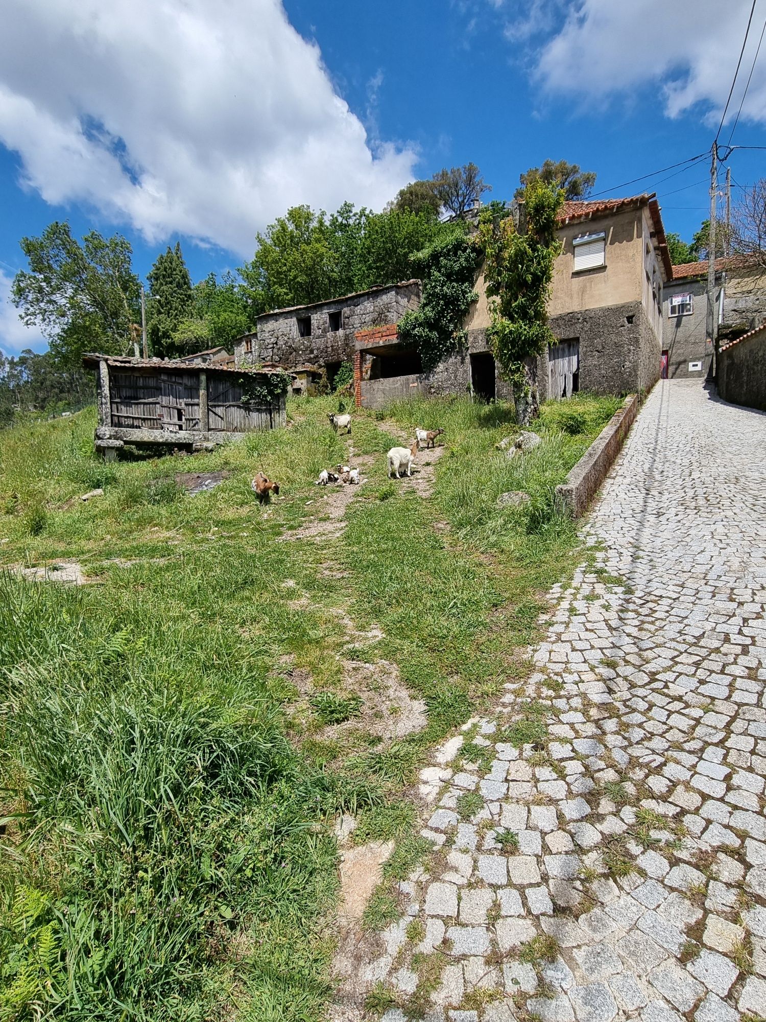 Cabras anãs de boa raça