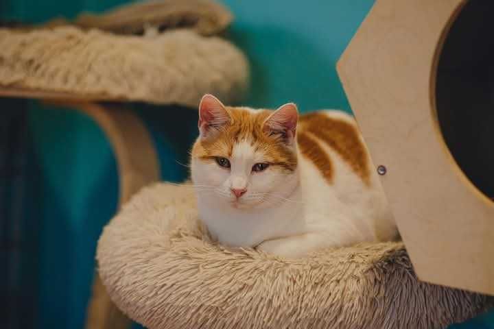 Kochany rudy kocurek do adopcji! Kot nigdy nie mial domu!