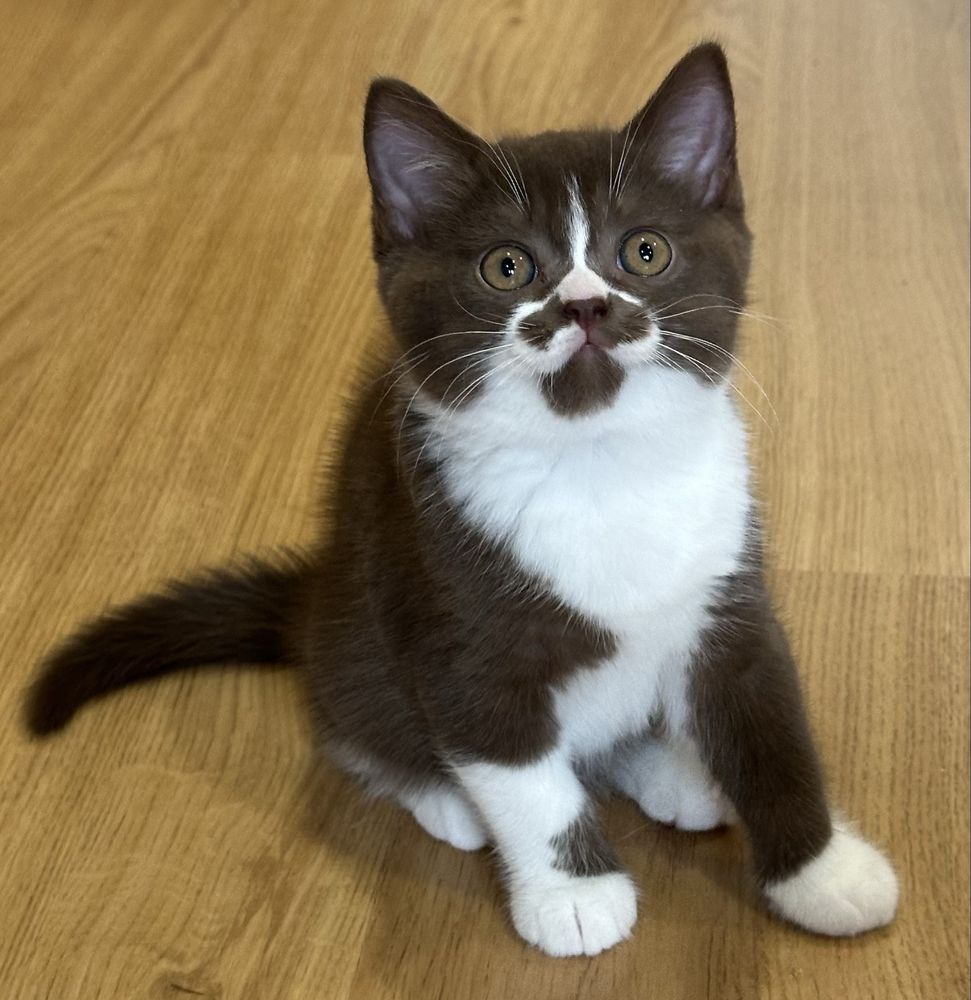 Macho British Shorthair com LOP