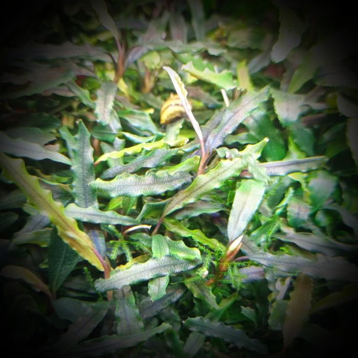 Bucephalandra biblis pink, rośliny akwariowe, akwarium, akwarystyka