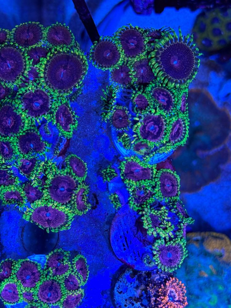 Coral frag agua salgada aquario reef zoanthus pink diamond