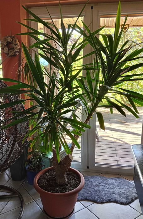 Jukka (yucca) juka doniczkowa, duża, wieloletnia, wys. ponad 220 cm