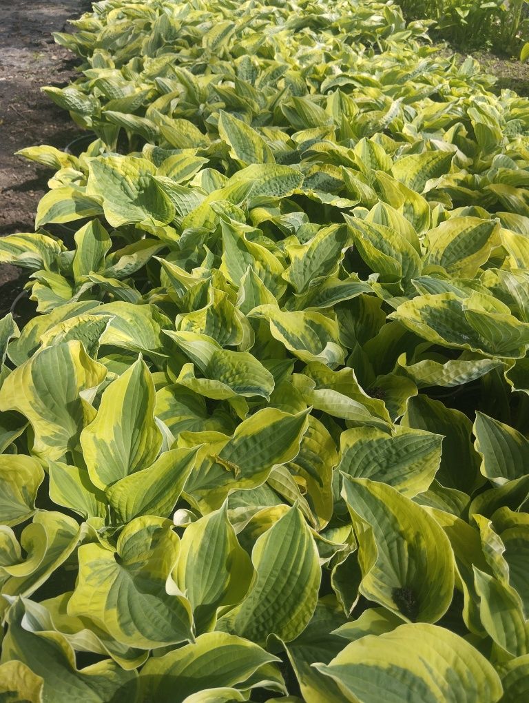 Wisterie, funkie, konwalie, laurowisnie