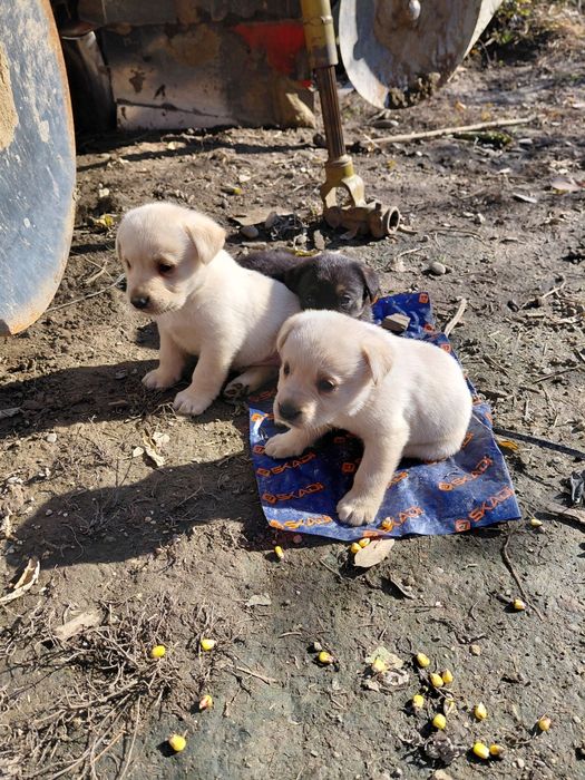 Цуценята метиси,  мама лабрадор