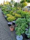Krzewy ozdobne Szeroki wybór formowane Niwaki BONSAI Drzewa ozdobne