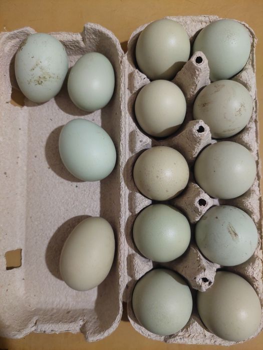 Інкубаційні яйця