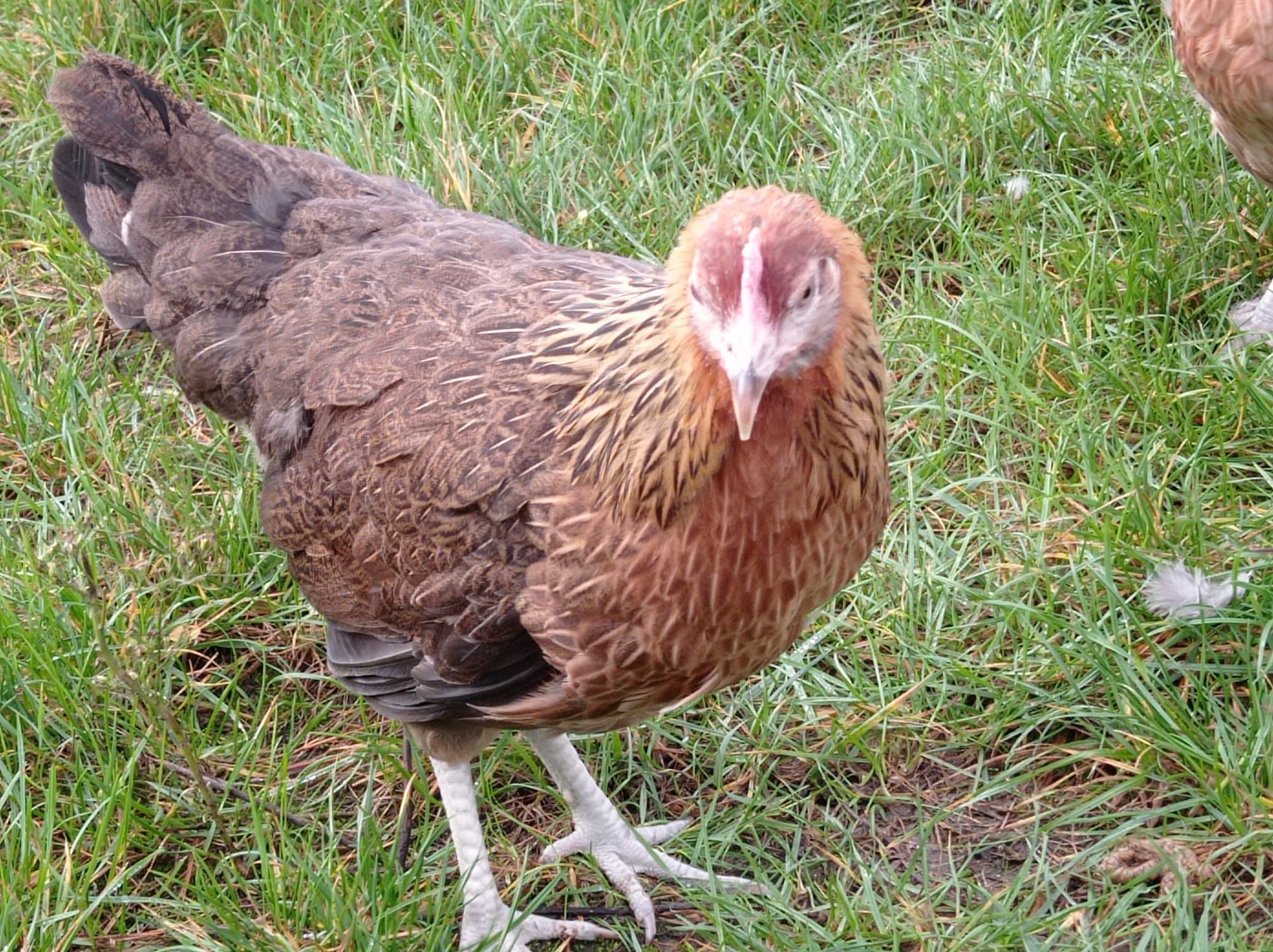 Zielononóżki młode kurki  kokoszki leghorn  rossa