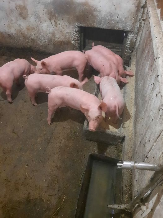 Продам свині на вітгодівлю