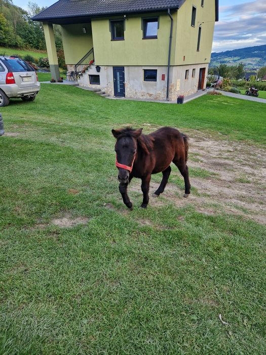 Sprzedam ogiereka kucyka.