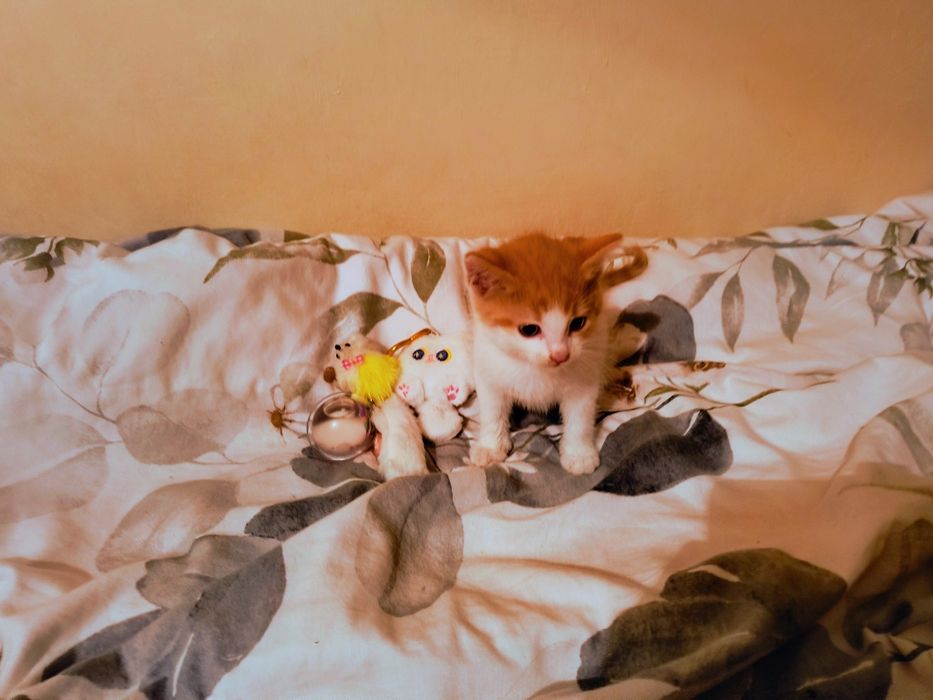 Kotki  oddam w dobre ręce