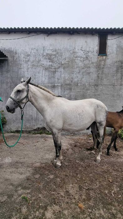 Eguas de Qualidade Lusitanas