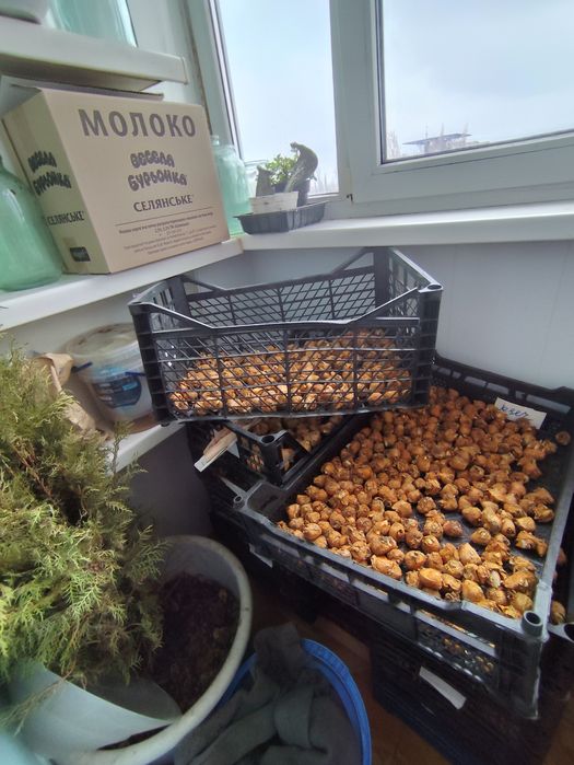 Луковицы тюльпанов